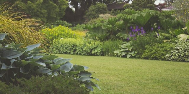 Wilde tuin