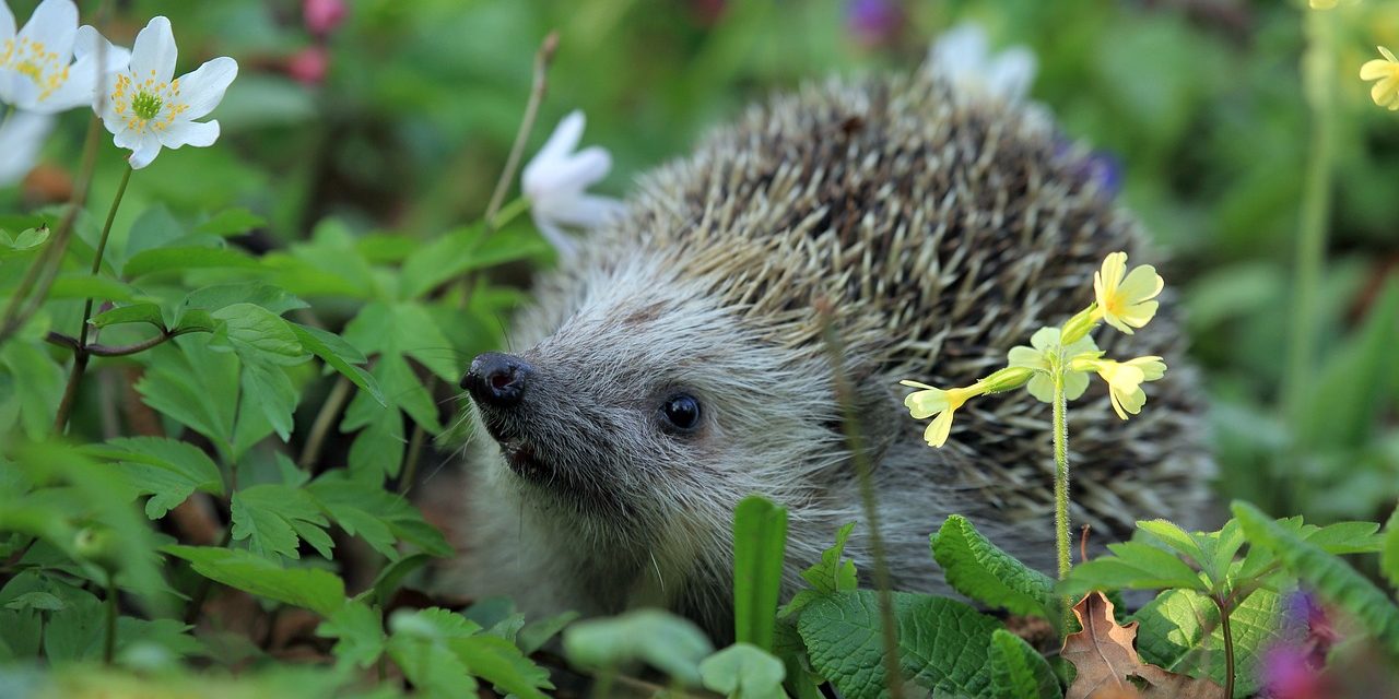 hedgehog-g2be60eda9_1280 onderhoudsvriendelijke tuin