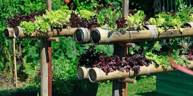 verticale tuin verticale tuin