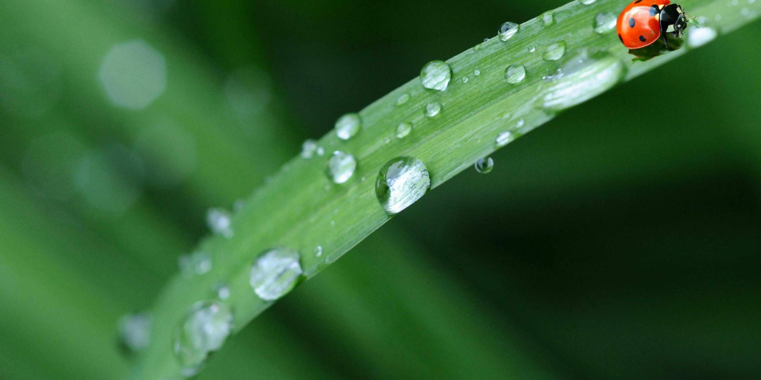 regen in tuin regenwater op bladeren