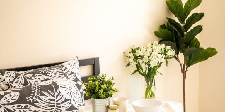 Grote kamerplanten ficus lyrata Grote kamerplanten ficus lyrata